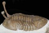 Large Asaphus Kowalewskii Trilobite - #30897-1